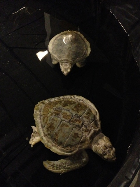 Kemp's Ridley Duo (Squirt, top & Roxy bottom)