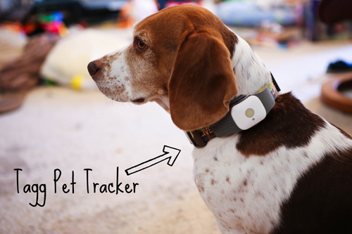 TAGG Pet Tracker