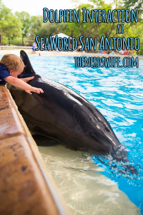 Dolphin Interaction at SeaWorld San Antonio