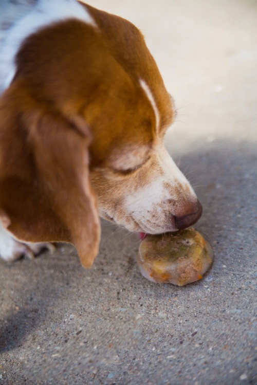 Dog Popsicles 6