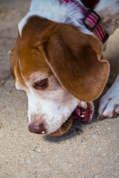 Dog Popsicles 7