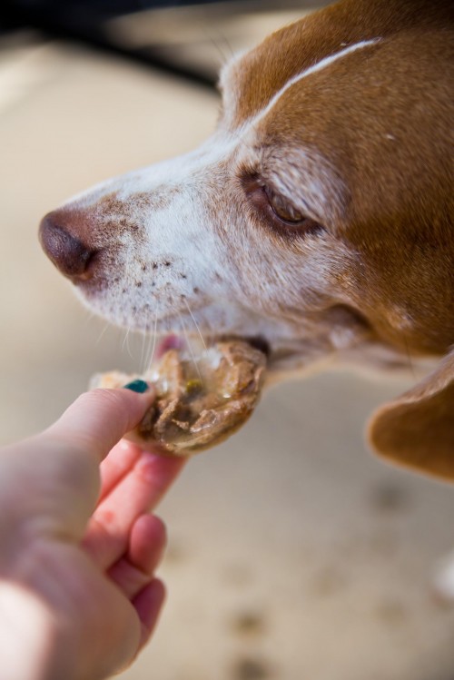 Dog Popsicles 8