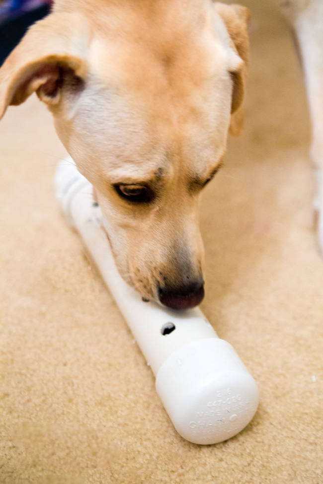 5 DIY enrichment toys for your pooch 