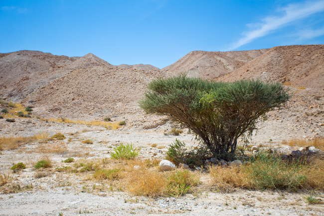 Judean Desert Jeep Tour