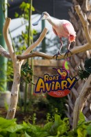 Roa’s Aviary in Aquatica at SeaWorld San Antonio