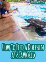 Feeding the Dolphins at SeaWorld San Antonio