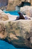 Pacific Point Preserve and Sea Lion High at SeaWorld San Antonio